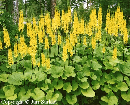  Ligularia Hietala